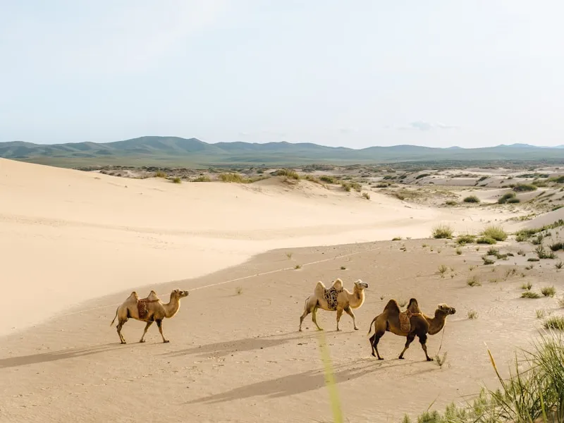 Randonnée à Cheval